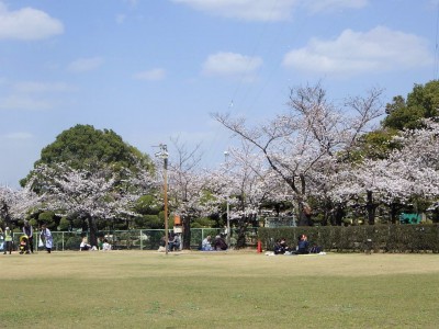桜全景